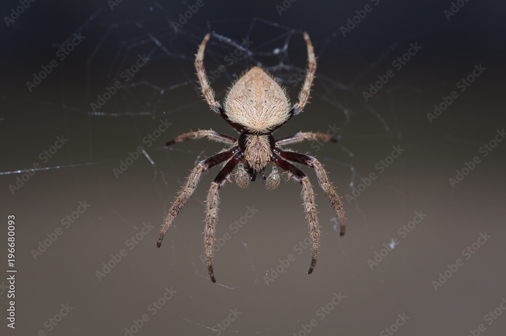 Obraz premium Patient Orb Web Spider sitting on it's web