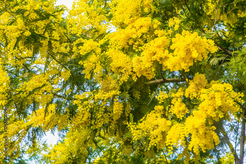 Mimosa spring flowers