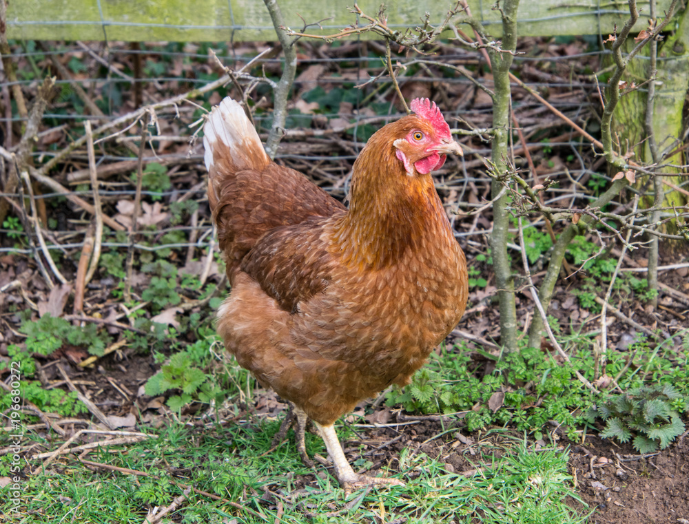 Fototapeta premium single isolated Farm animal, hen