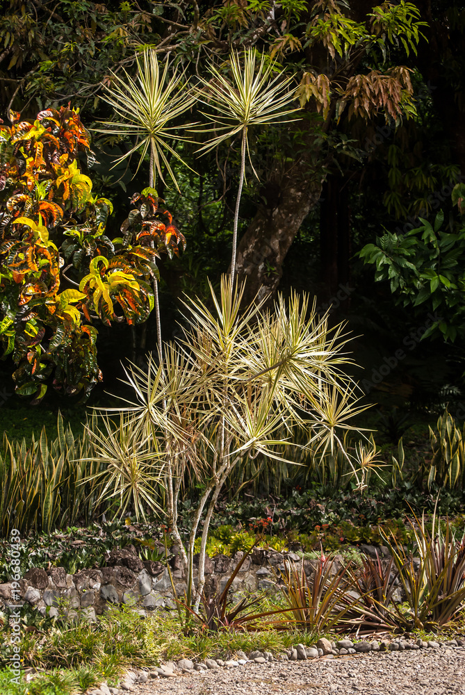 Botanical Garden Botanical Garden