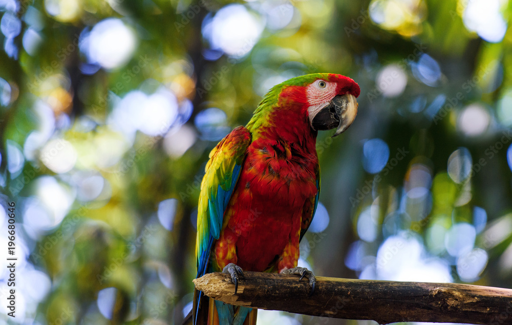 Obraz premium Wildlife in Costa Rica. Parrot Ara in green tropical forest, Costa Rica.