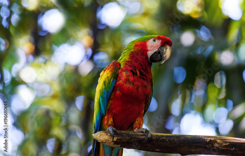 Wildlife in Costa Rica. Parrot Ara in green tropical forest, Costa Rica.