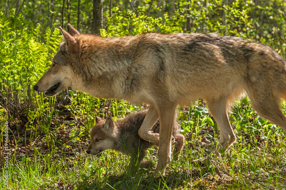Grey Wolf (Canis lupus) Mother and Pup Move Left Grey Wolf (Canis lupus) Mother and Pup Move Left