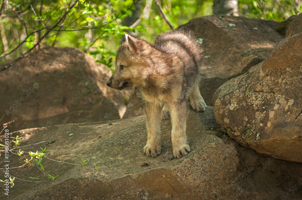 Grey Wolf (Canis lupus) Pup Looks Left From Atop Rock Grey Wolf (Canis lupus) Pup Looks Left From Atop Rock