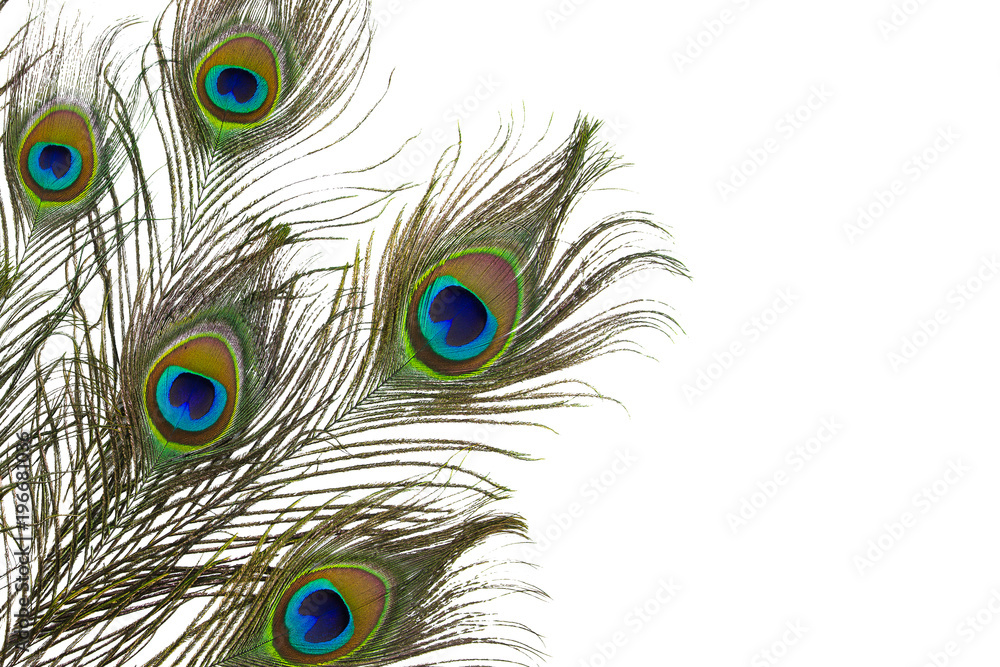 Obraz premium Peacock feather isolated on white background