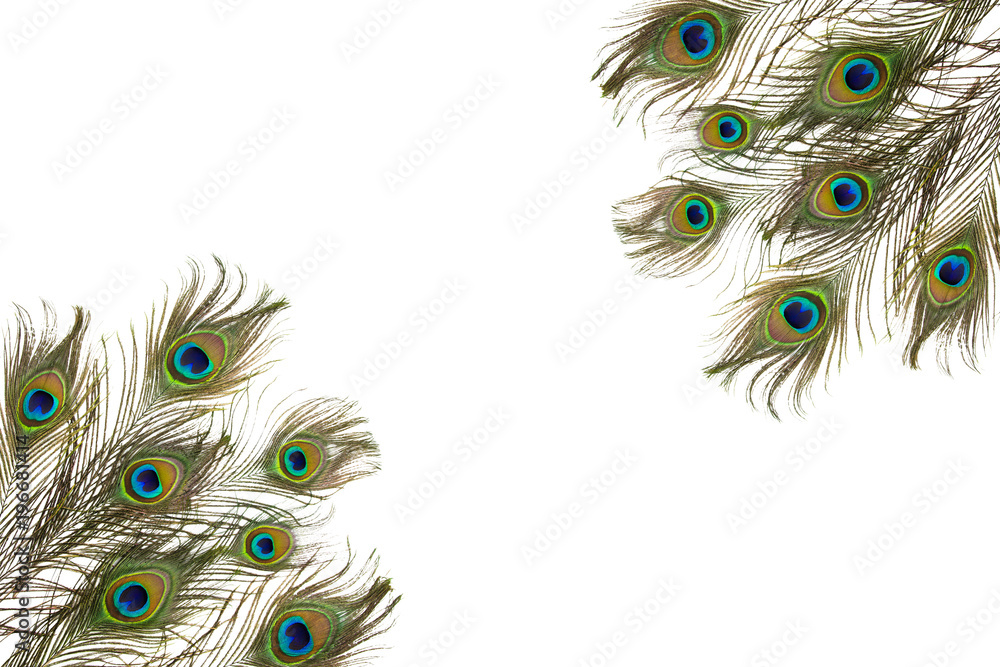 Obraz premium Peacock feather isolated on white background