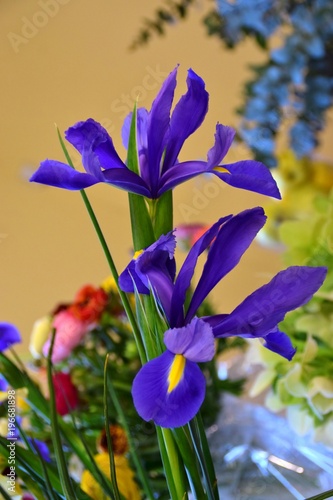fiori blu di iris