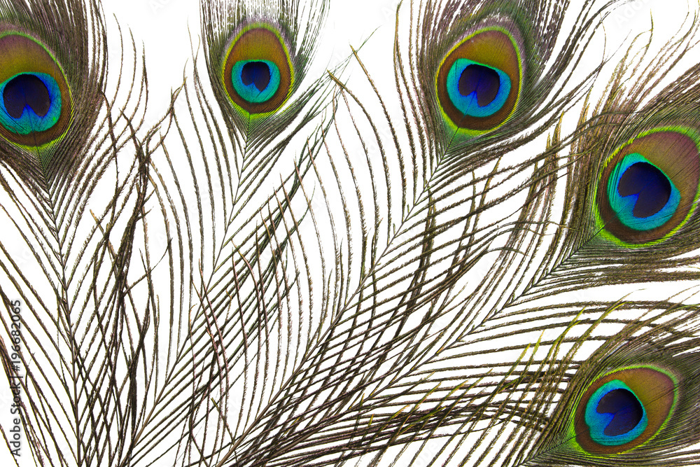 Fototapeta premium peacock feather on white background