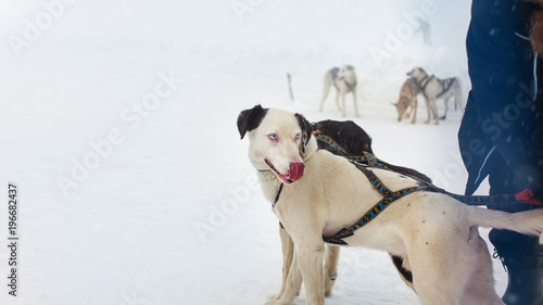 snow sled dog with interesting eyes licking his nose with more snow dogs in the background