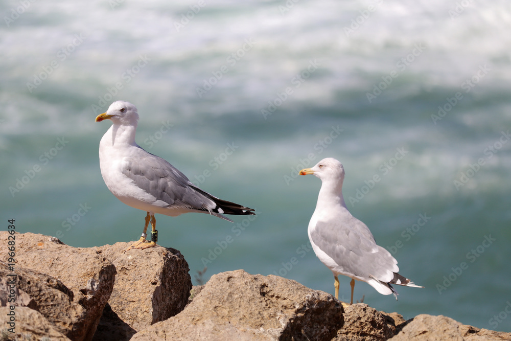 Fototapeta premium Seagulls and the sea 6
