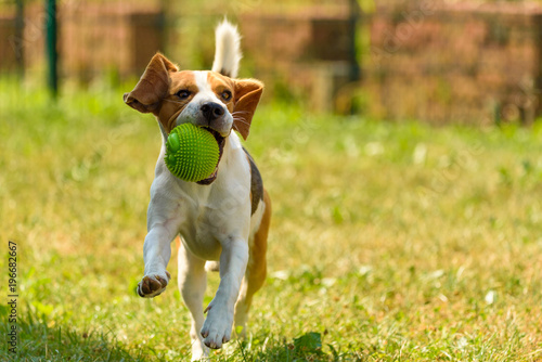 Fototapeta Naklejka Na Ścianę i Meble -  Dog run beagle jumping fun