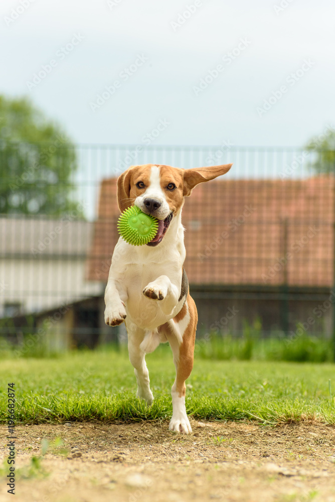 Dog run beagle jumping fun Dog run beagle jumping fun