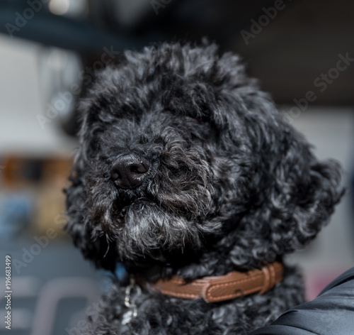 schwarzer Hund wird gehalten - Portrait