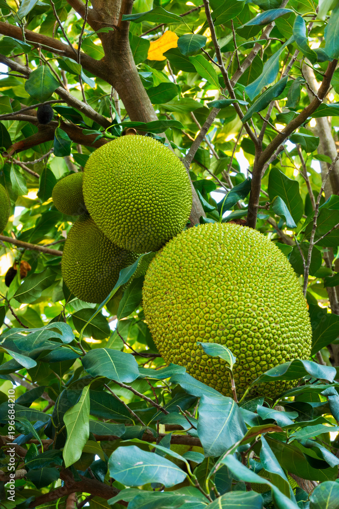 Jackfrucht am Baum Jackfrucht am Baum
