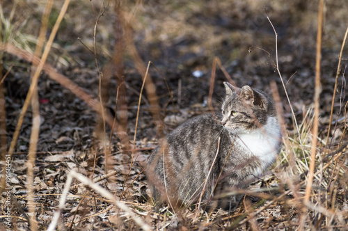Grey and white partially tabby cute cat sitting on the ground in old dry grass outdoors at spring cloudy day