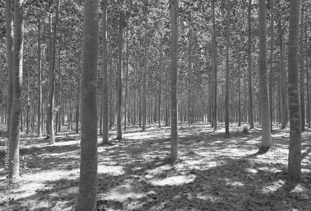 Commercially grown forest of poplar trees Commercially grown forest of poplar trees