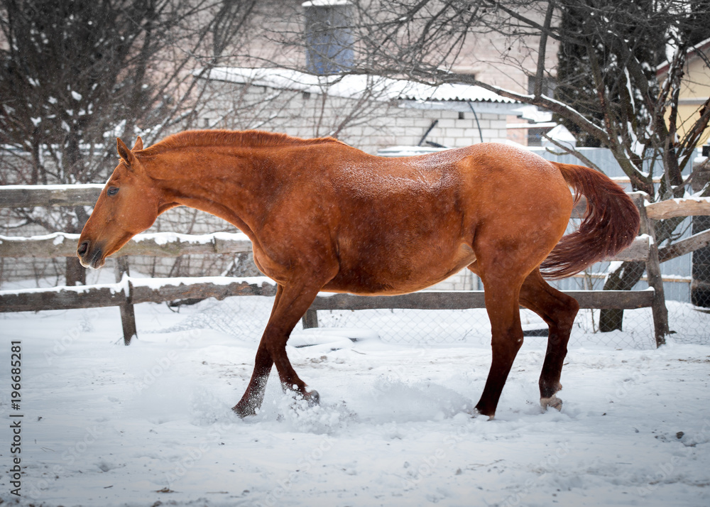 Red mare sports in the pen in winter Red mare sports in the pen in winter