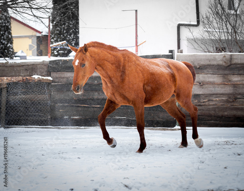 Red mare sports in the pen in winter