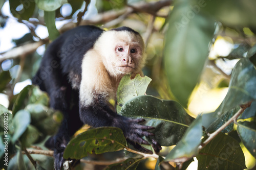 capuchin monkey Costa rica