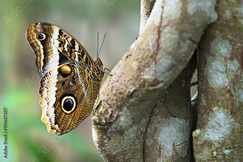 Photography owl butterfly showing off wing defensive costa rica, central america