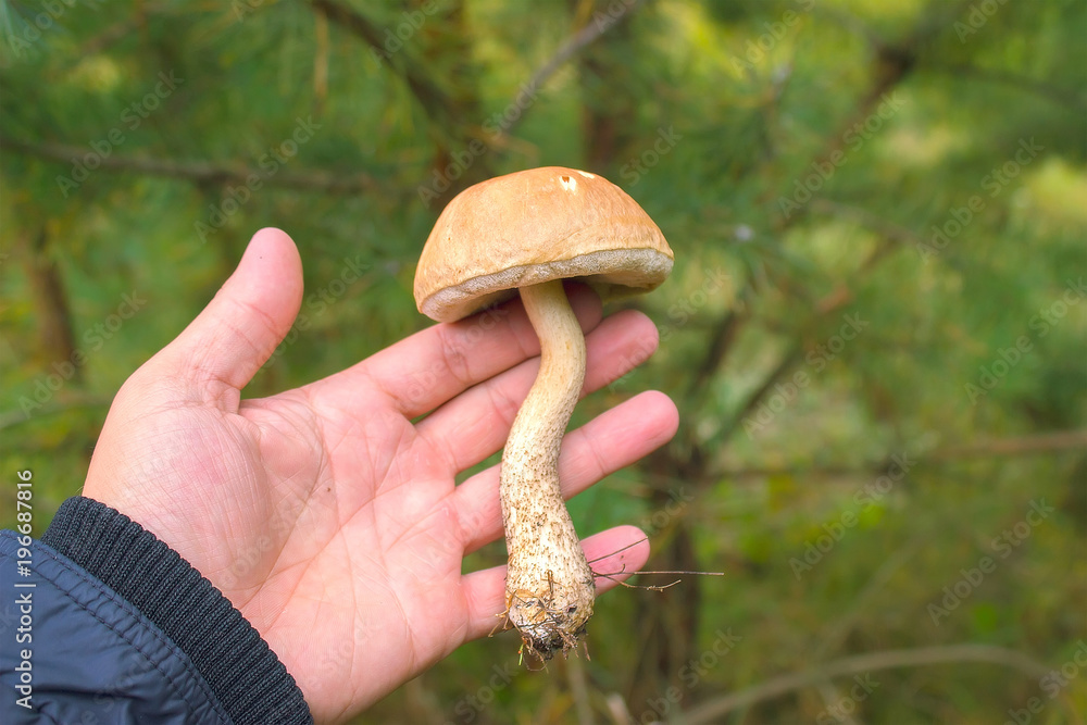 edible forest mushroom brown cap boletus in hands edible forest mushroom brown cap boletus in hands