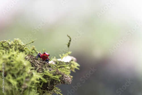 strawberry or blue jeans poison dart frog in green grass , photo