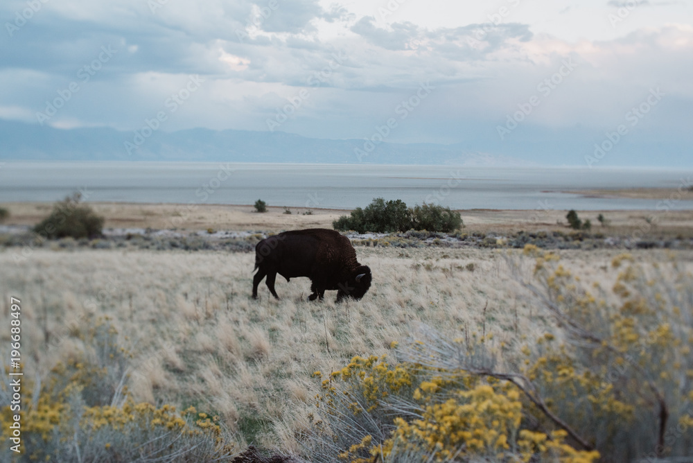 A Bison grazes in against a stormy background A Bison grazes in against a stormy background