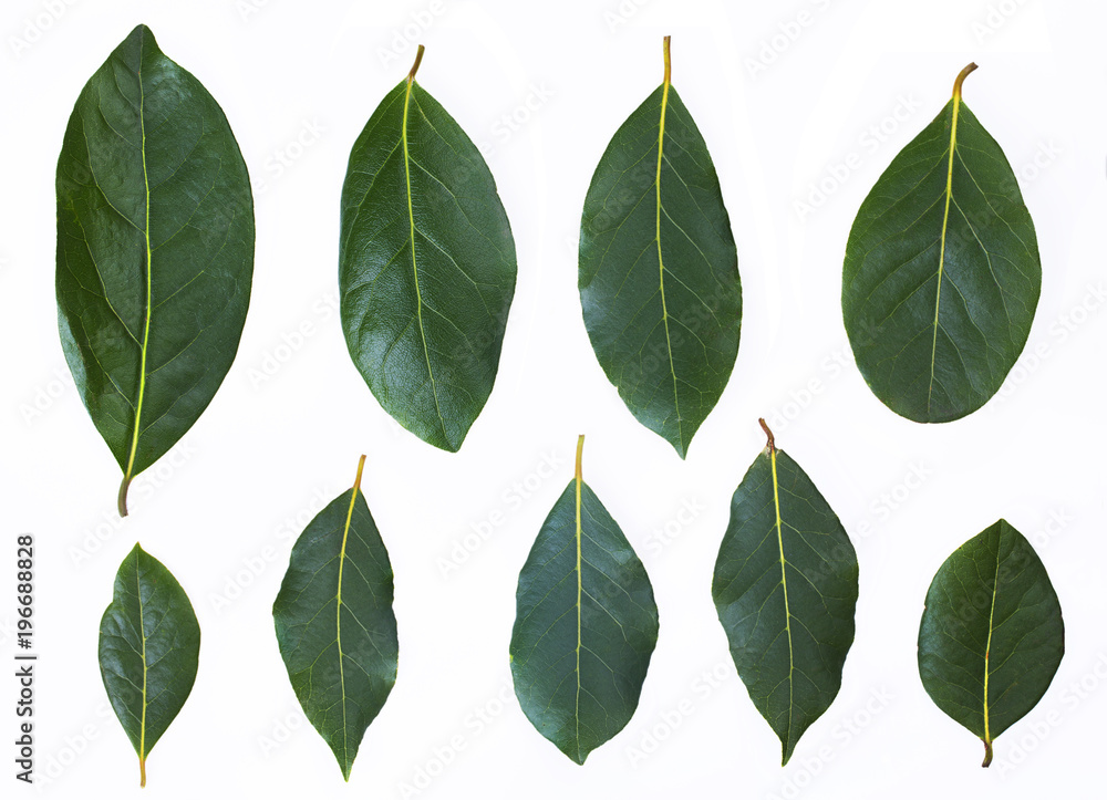 Fototapeta premium Green bay leaf on a black chalkboard background