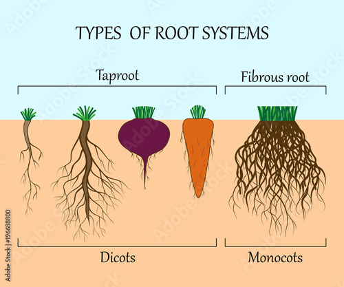 Types of root systems of plants, monosots and dicots in the soil in cut. Education poster, vector illustration.