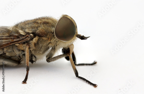 Scary horsefly macro photo