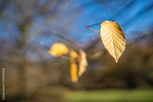 Last yellow leaf of autumn