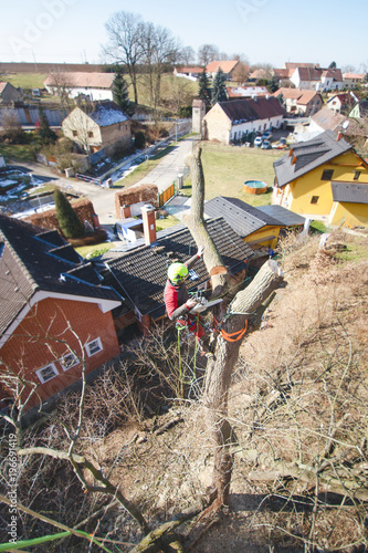 Arborist man cutting a branches with chainsaw and throw on a ground. The worker with helmet working at height on the trees. Lumberjack working with chainsaw during a nice sunny day. Tree and nature 