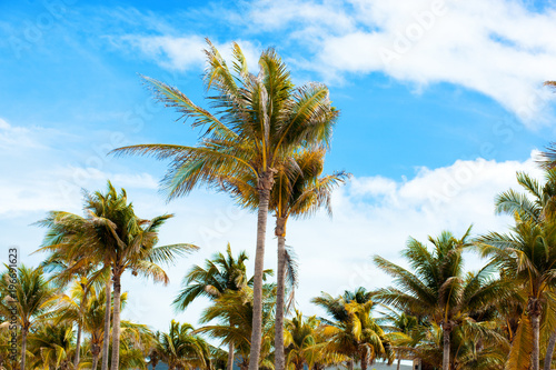 Branches of palms under blue sky. Cuba, Varadero