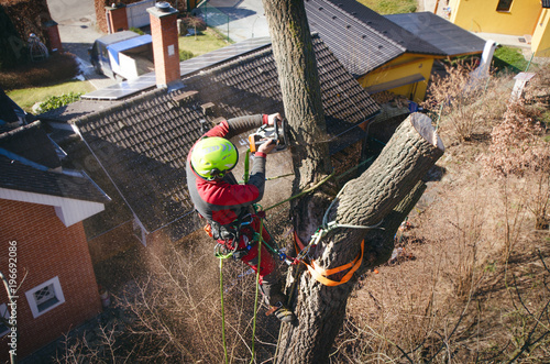 Arborist man cutting a branches with chainsaw and throw on a ground. The worker with helmet working at height on the trees. Lumberjack working with chainsaw during a nice sunny day. Tree and nature  photo