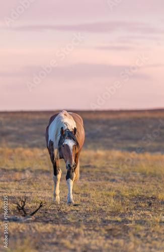 Fototapeta Naklejka Na Ścianę i Meble -  Wild Horse Stallion at Susnet