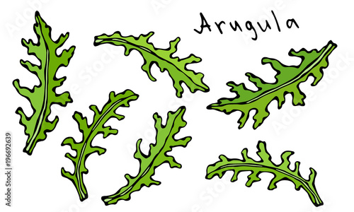 Set of Arugula Rucola, Rocket Salad Fresh Green Leaves. Aromatic Herb. Fresh Cooking Salad Ingredient. Hand Drawn Illustration. Savoyar Doodle Style.