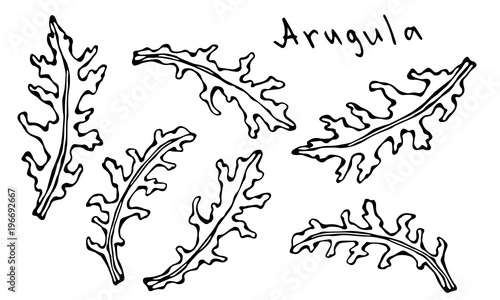 Set of Arugula Rucola, Rocket Salad Fresh Green Leaves. Aromatic Herb. Fresh Cooking Salad Ingredient. Hand Drawn Illustration. Savoyar Doodle Style.