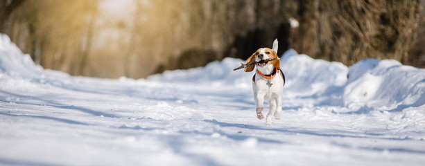 Beagle dog runs and plays in the winter forest on a Sunny frosty day