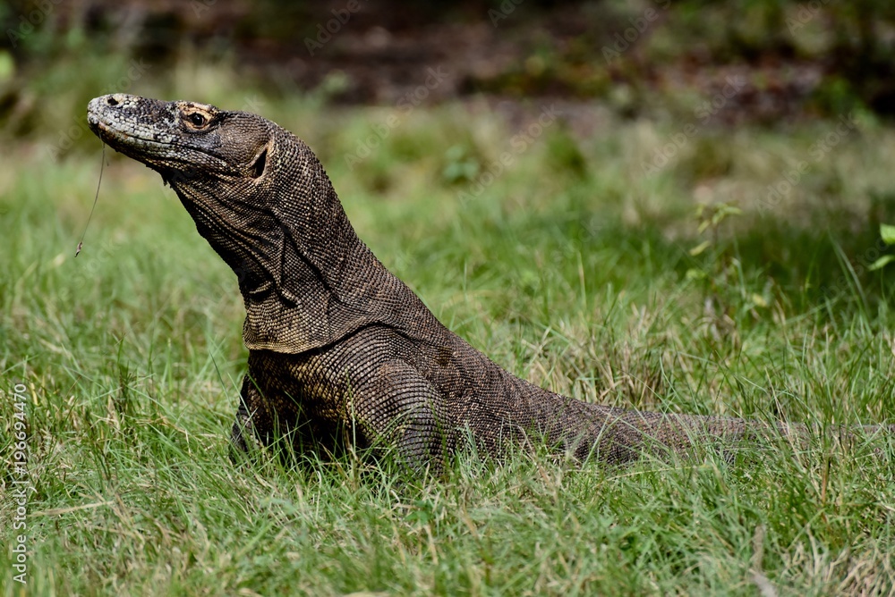 Fototapeta premium Komodo dragon, Indonesia