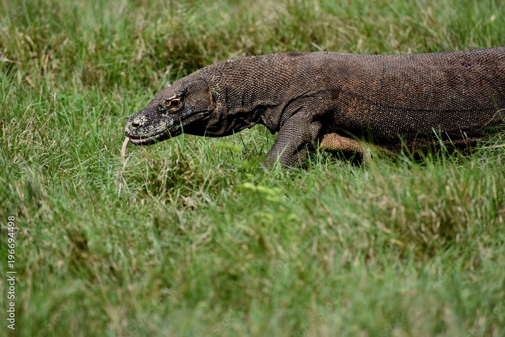 Komodo dragon, Indonesia Komodo dragon, Indonesia
