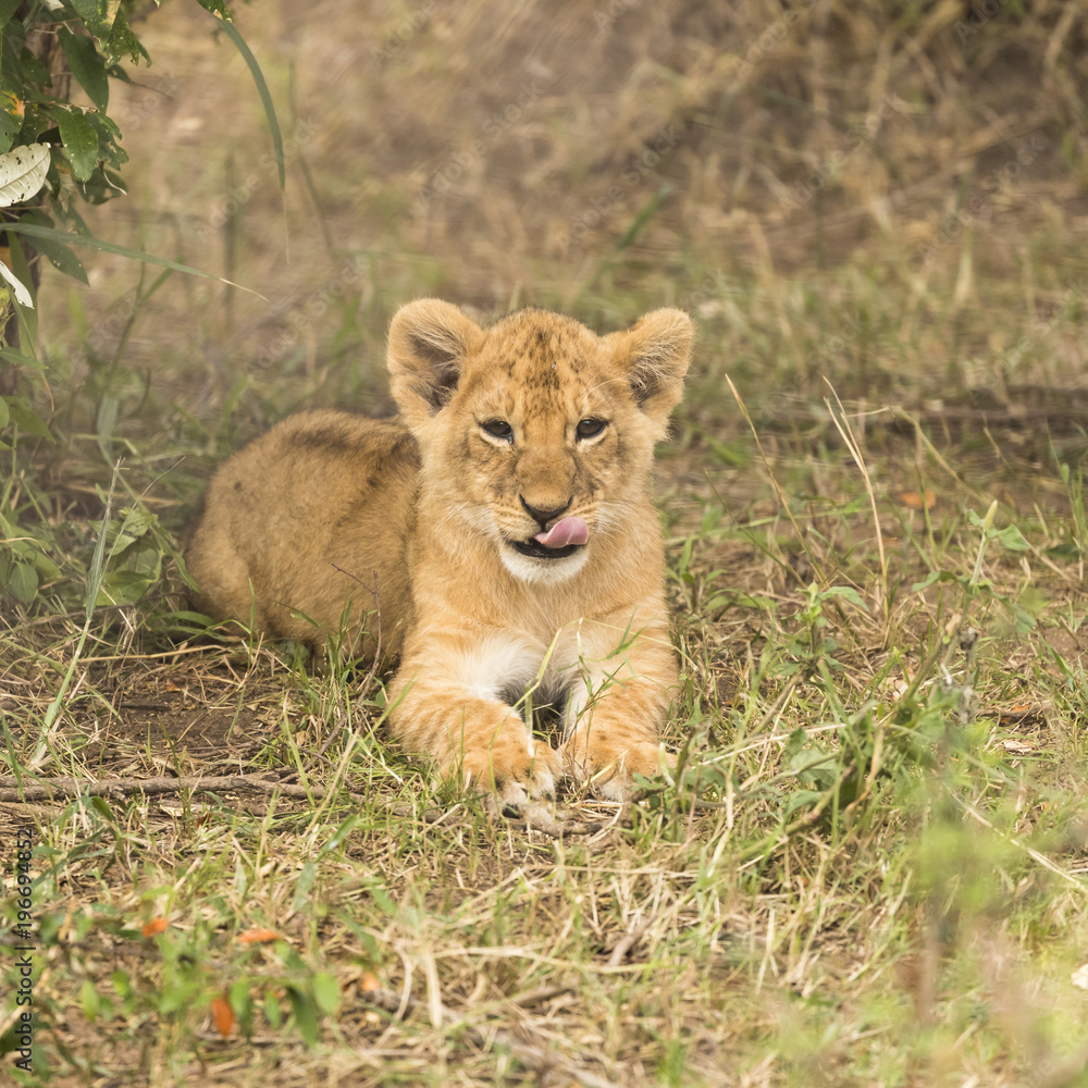 Portrait of cub lying in Maasai Mara National Reserve Portrait of cub lying in Maasai Mara National Reserve