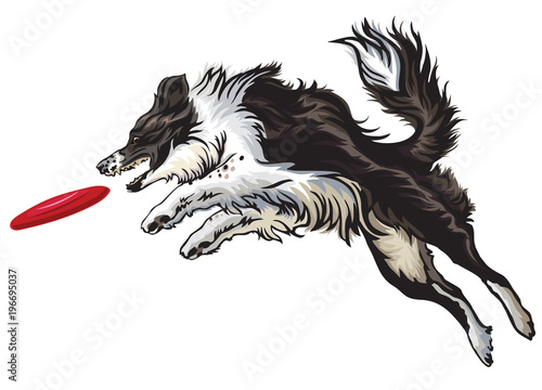 Border collie playing frisbee