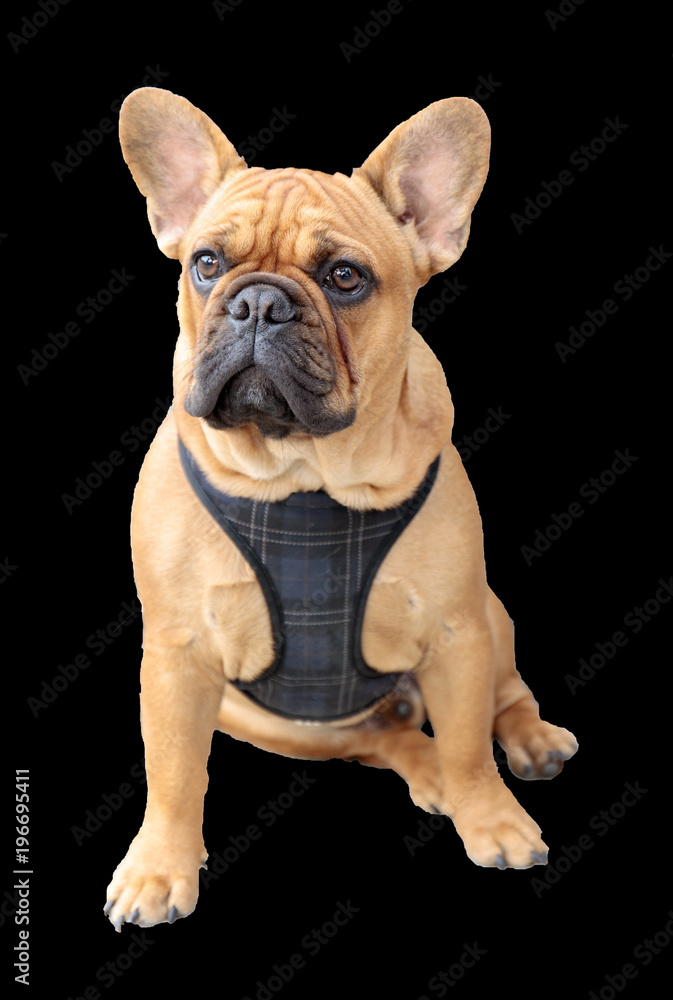 French Bulldog Puppy Male Brown Sitting Isolated with Black Background