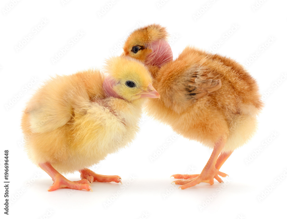 Fototapeta premium Two cute chicks isolated on white