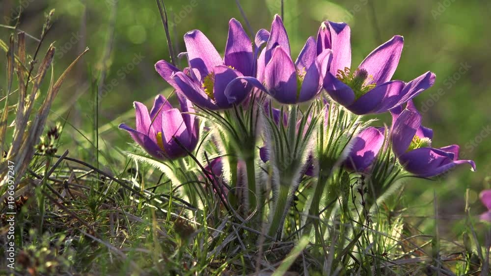 Pasque flowers (Pulsatilla) in spring Pasque flowers (Pulsatilla) in spring