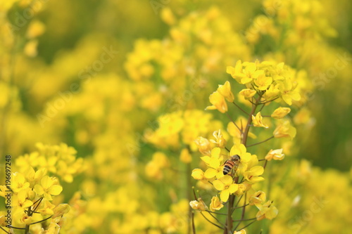 Obraz na płótnie 菜の花とミツバチ w salonie