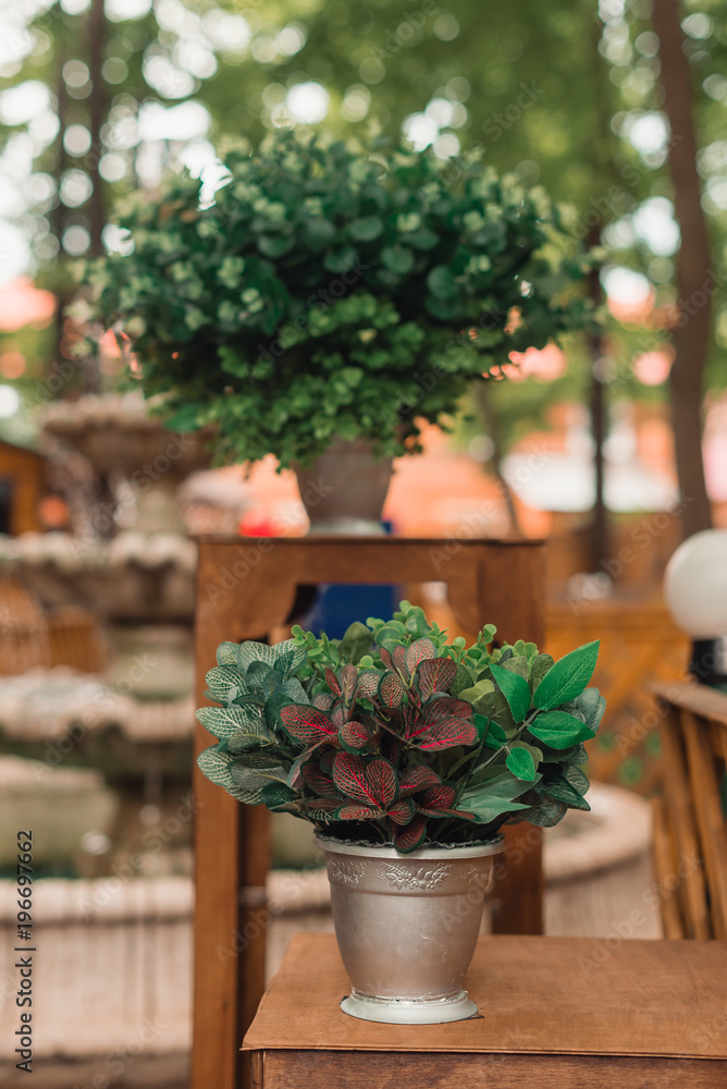 two pots with green bushes two pots with green bushes