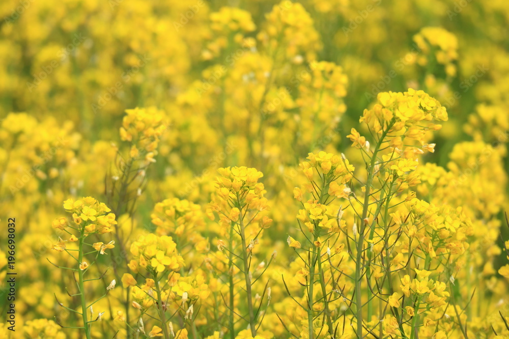 菜の花
