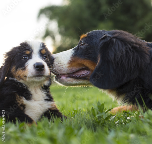 adult Bernese dog kiss her baby photo