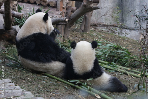 Fototapeta Naklejka Na Ścianę i Meble -  Mother Panda and her Cub Enjoy Eating Bamboo on the Playground, China